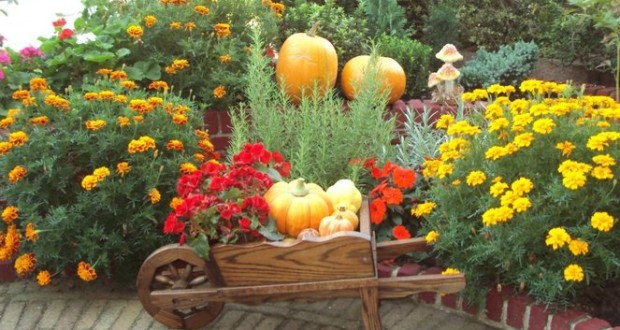 podzimni_hnojeni_zahrady